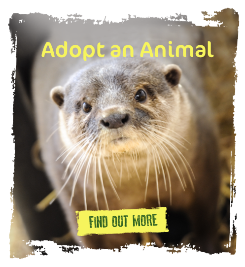 <p>Adopt an animal</p>